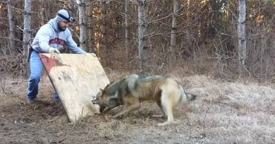 Man Spots A Wild Wolf In The Woods - Then Gets Closer And Realizes The Terrible Truth