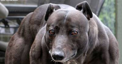 Meet Wendy, The "World's Strongest Dog," And See Her In Action