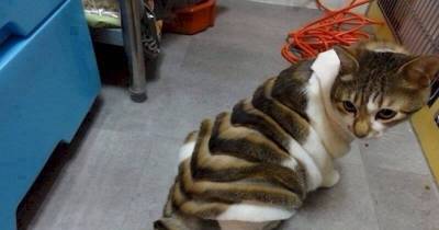 Animals Who Hate Their New Haircut.