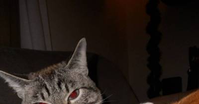 These 15 Cats Will Show You Who The Real Boss Is