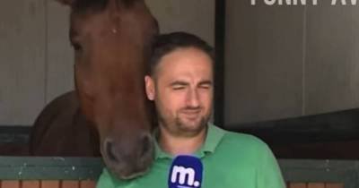 Horse Thoroughly Distracts A Reporter During An Interview