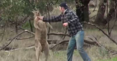 Man Punches A Kangaroo In The Face To Rescue His Dog