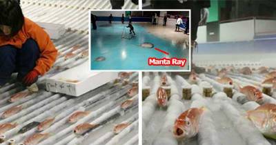 People Outraged After Japanese Skating Rink Freezes 5,000 Fish In The Ice