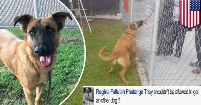 Abandoned Dog Excited To Meet Her Family In A Shelter, But They&rsquo;re There To Adopt Another Dog Instead