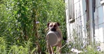 Homeless Dog Carries His Bowl Around For The Saddest Reason.