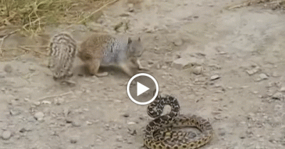 Deadly Battle Between A Squirrel And Snake, What Happens Next Will Shock You!