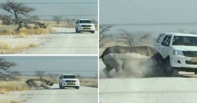 Wild Rhino Runs And Attacks A Car