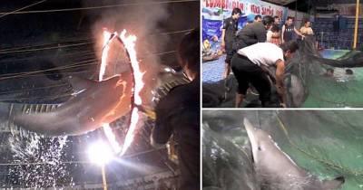 Dolphins Are Made To Jump Through Rings Of Fire At Traveling Circus