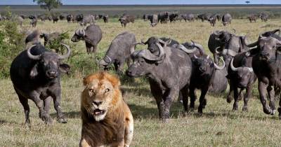 When The Tables Turn, Predators Run Away