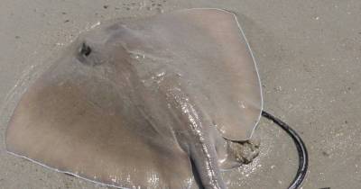 This Is What Happens After A Stingray Attack. Horrifying!