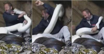 The Man Stepped Into A Cage Of Pythons, Is Shocked When The Snake Bites Him