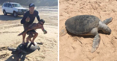 Idiots Face $20,000 Fine After &lsquo;Surfing&rsquo; On Turtle And Posting It Online