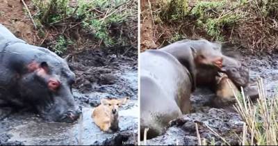 Hippo Saves Antelope Then Mistakes It For An Attacking Wild Dog