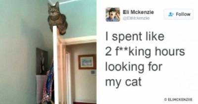 15 Cats That Blew Up the Internet This Year