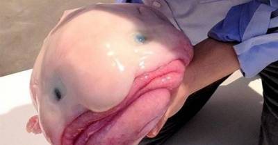 This Creature Was Voted &lsquo;The World&rsquo;s Ugliest Animal&rsquo;, But It&rsquo;s Actually Awesome