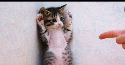 Funny Cats Compilation