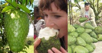 These Fruits Have Amazing Medicinal Properties.