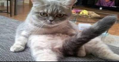 Cats Are So Funny You Will Die Laughing