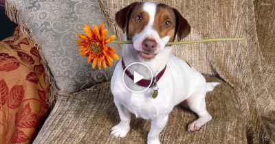 Top 5 Discipline Dogs Videos Compilation
