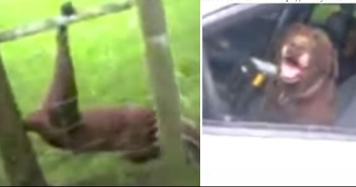 Cop Rescues Dog Trapped In Fence, Hilariously Finds Dog Waiting In His Cruiser Moments Later