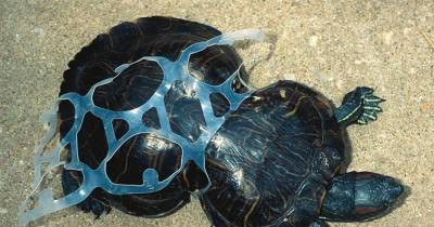 15 Pictures That Show How Our Waste Affects The Whole Planet