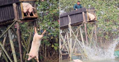 Chinese Farmer Makes Pigs Dive Into Water So They Remain Fit And Taste Better