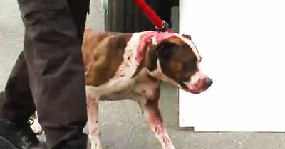 Dog Mauls Owner After They Tried To Put A Sweater On Him