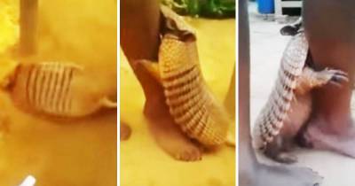 Armadillo Can&rsquo;t Stop Itself From Making Sweet Love To Woman&rsquo;s Leg