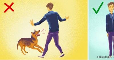 What To Do If You&rsquo;re Attacked By A Dog