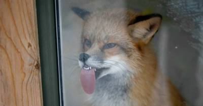 Derpy Animals Who Found Their Calling Licking Windows