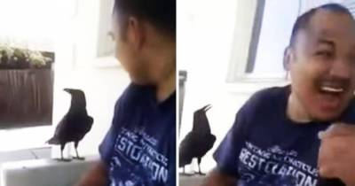 Random Bird Flies Up Then Says &ldquo;F*ck You&rdquo; To Guy On Bench