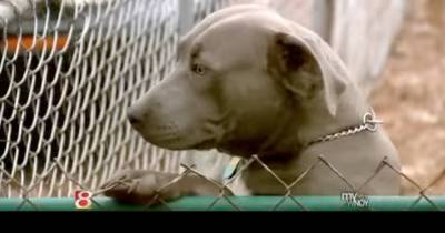 Armed Robbers Tried To Steal Their Baby, Fortunately They Had A Pit Bull.