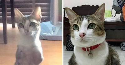 Cat With Two Legs Will Surprise You With How Much He Can Do