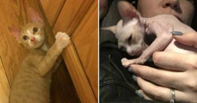 9 Incredibly Weird Fakes