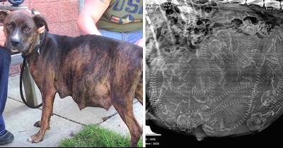 Pregnant Pit Bull Refuses To Give Birth When Foster Parents Are Stunned By Her Ultrasound