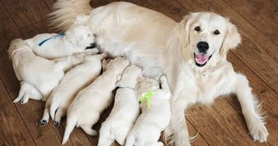 Twitter Can't Stop Dragging This Dog Who Might Have Cheated On Her 'Puppy Daddy'