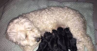 Two White Dogs Delivered BLACK Pups...The Look On Dad&rsquo;s Face Is Priceless.