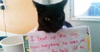These Cats Are The Worst Cats In The World. I Can&rsquo;t Stop Laughing At The Last One
