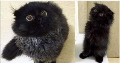 Just When They Think Their Cat Can't Get Any Cuter And Fluffier