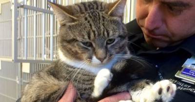 Shelter Cat with Giant Mittens Changes a Man's Life