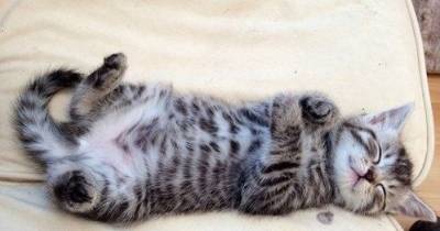 Must See Fluffy Kitty Bellies!