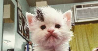 Woman Captures Time-lapse of Her Foster Kitten From Birth to Adoption