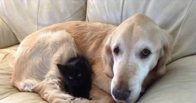 Dog Missed Having a Cat, So They Found Him a New Friend