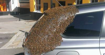 For Two Days, This Swarm Of Bees Attacks This Woman&rsquo;s Car. Then She Discovers Why When She Looks In The Trunk.