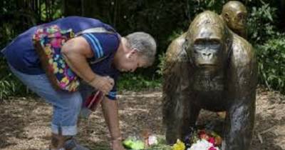 Zookeeper Breaks Silence, Reveals The Truth About Harambe And The Little Boy