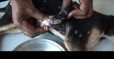 The Vet Slowly Squeezes The Puppy's Belly And Watches What Comes Out Of It