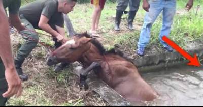 Rescuers Were Trying To Save This Horse... But Watch Who Comes Up From Behind Her!