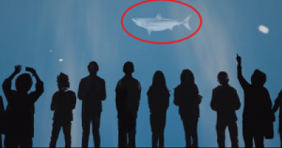 Here&rsquo;s Why No Aquarium Has A Great White Shark