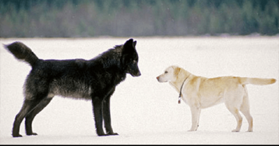 He Watched Helplessly As A Wild Wolf Approached His Dog. Then Something Incredible Happened.