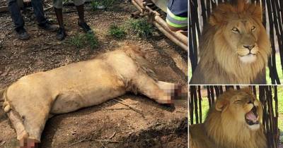 Wild African Lions Butchered So Paws Can Be Used For Medicine!